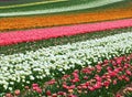 Sea of flowers from colorful blooming tulips with waves on a field Royalty Free Stock Photo